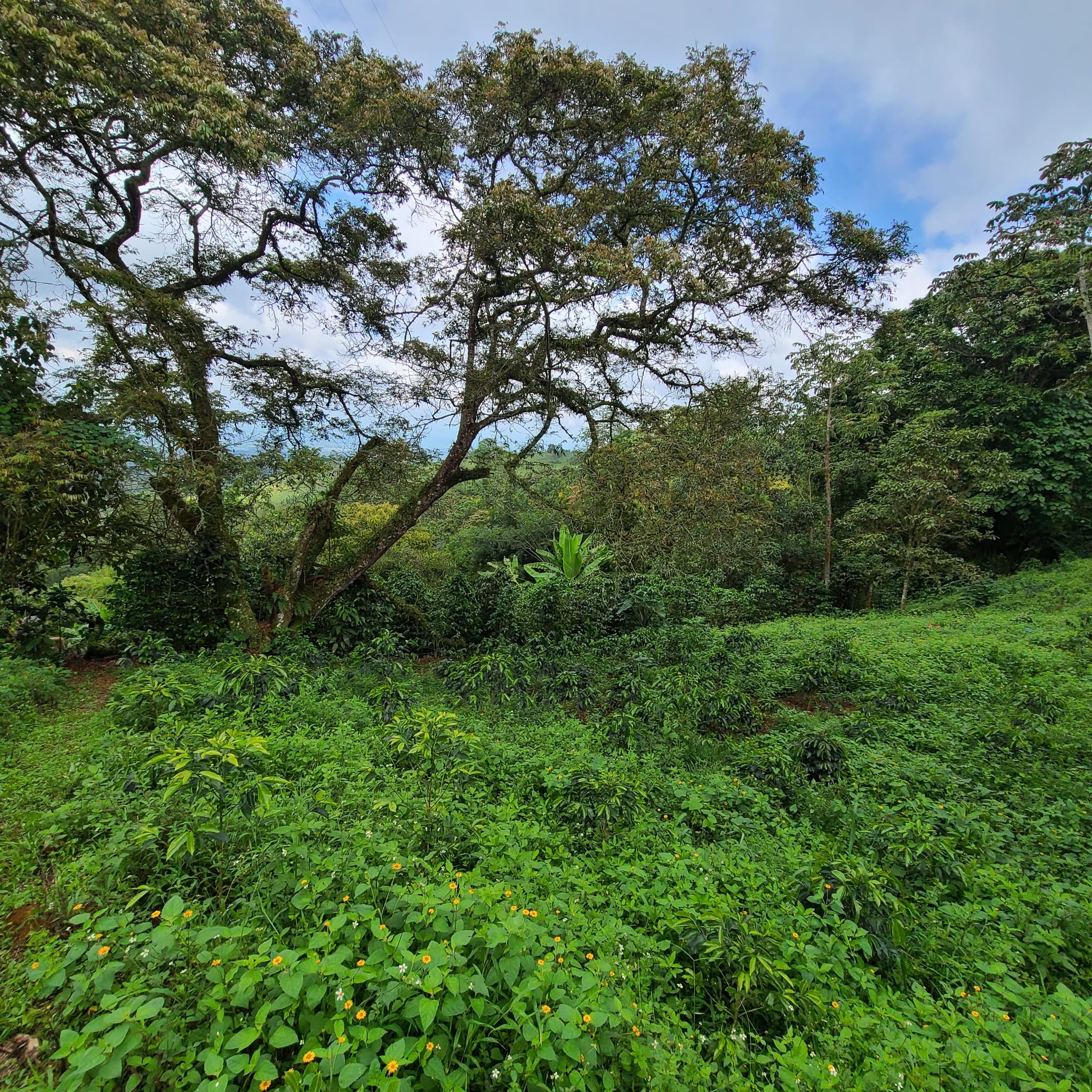 Coffee trees growing in Santander de Quilichao