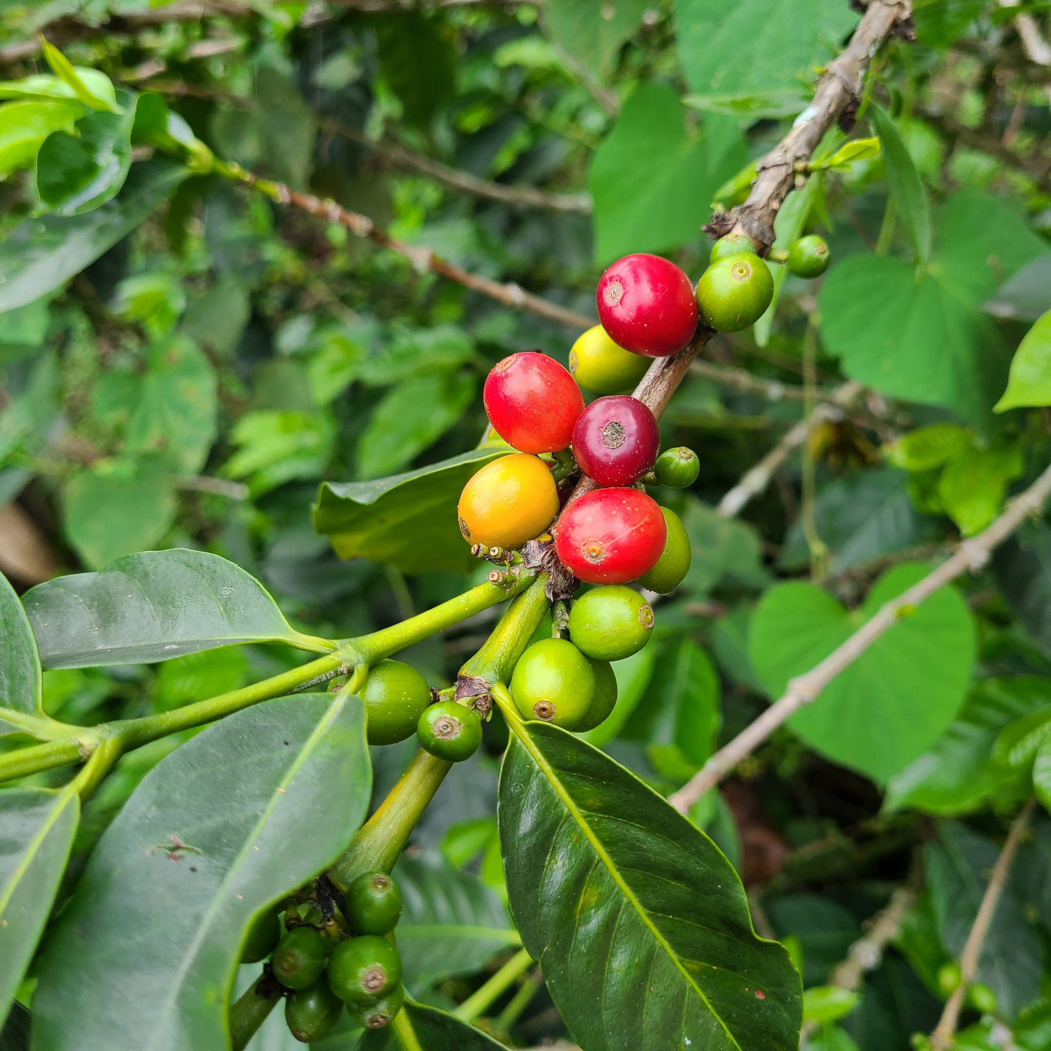 Ripe coffee cherries on the branch