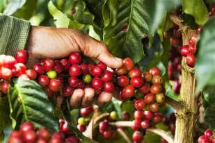 Hands harvesting coffee cherries
