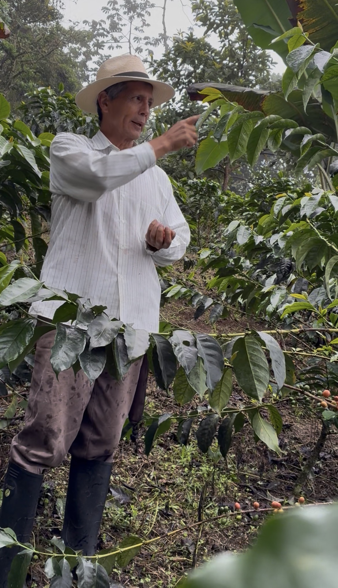 Coffee farmer in Santander de Quilichao, Cauca