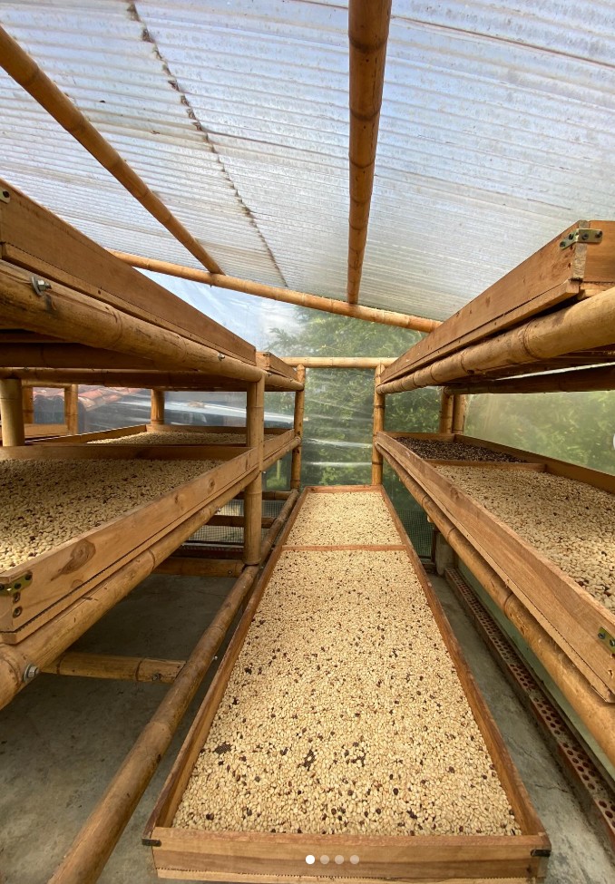 Coffee drying on raised beds